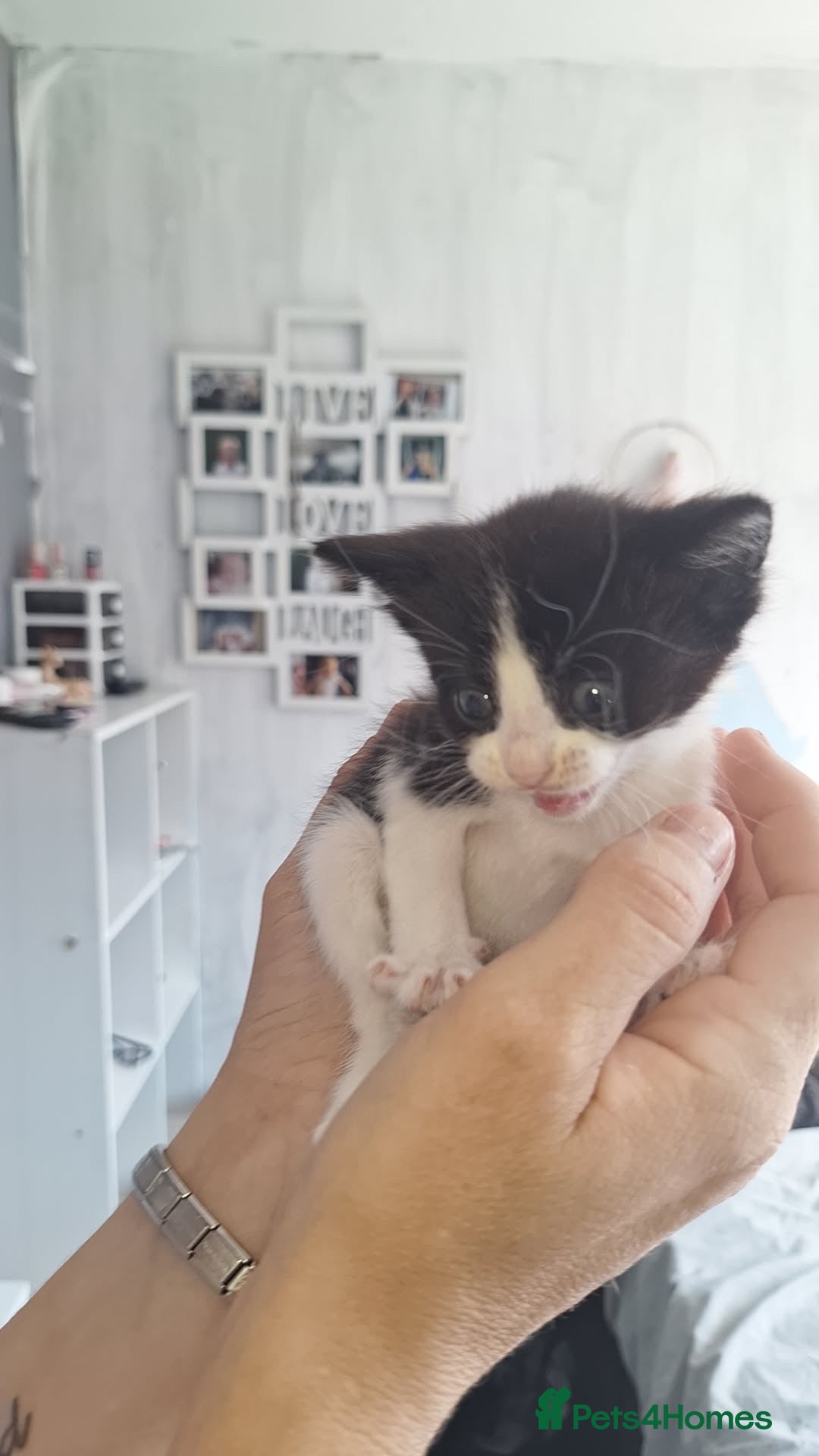 Domestic Shorthair cats for sale: Gorgeous kittens  - Image 6