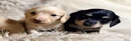 Miniature Dachshund dogs for sale: KC Longhaired Cream Miniature Dachshund Puppies - Advert 10