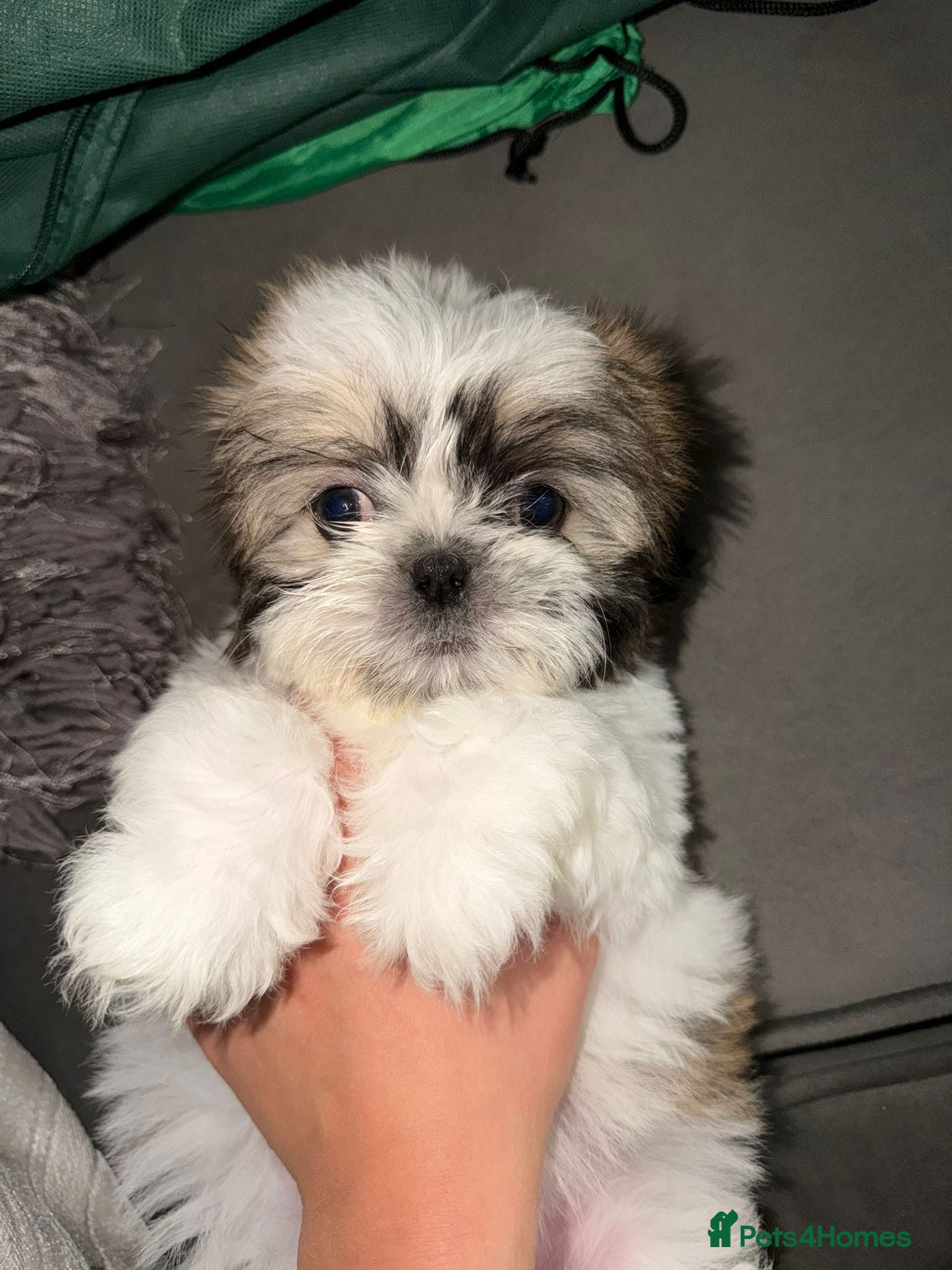 Shih Tzu dogs READY TO GO ! Gorgeous Shih Tzu's  - Advert 17
