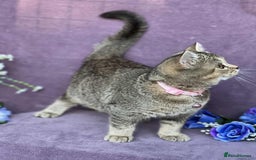 British Shorthair cats for sale: OPEN TO OFFERS TICA registered BSH kittens - Image 12