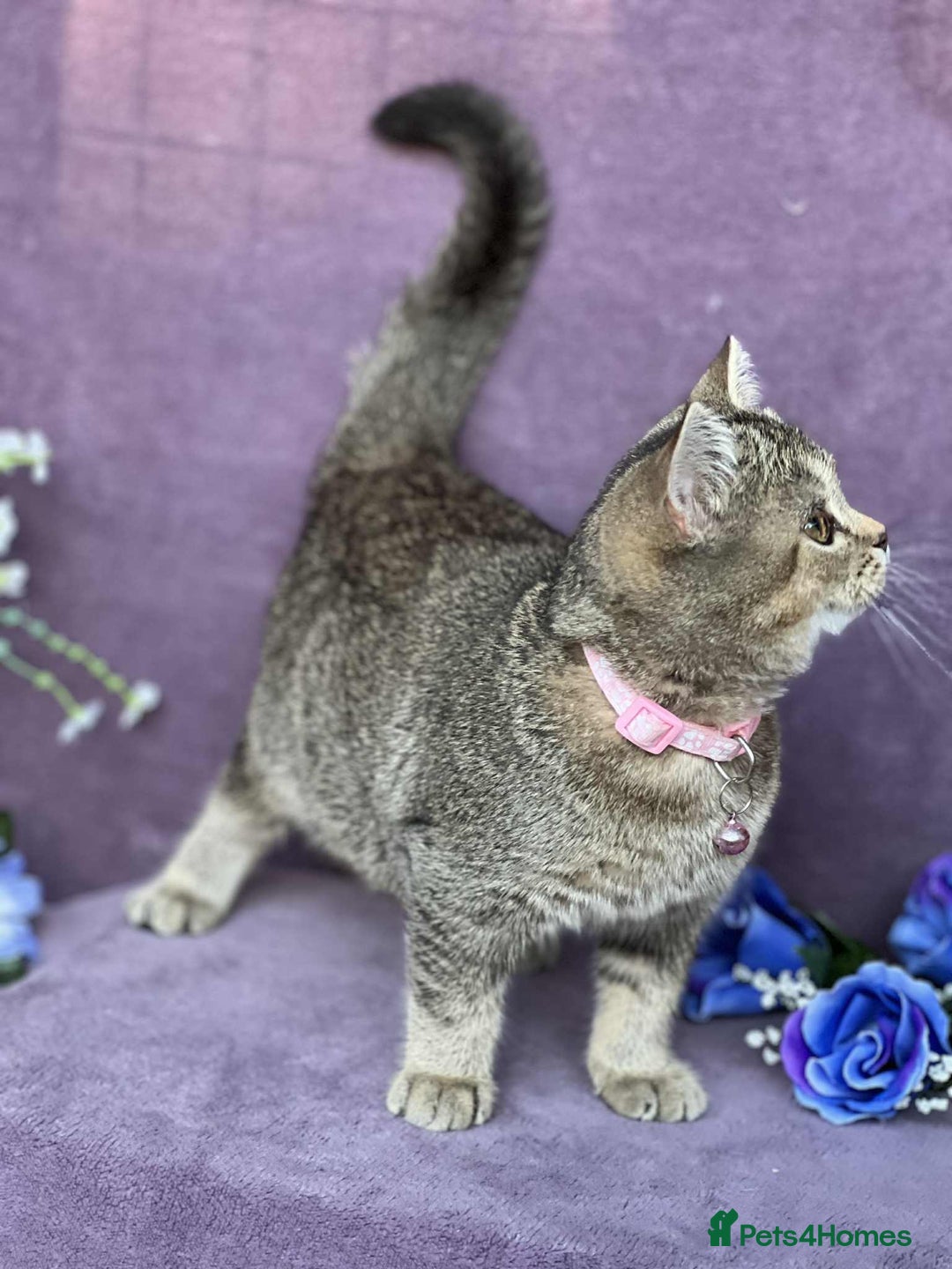 British Shorthair cats for sale: OPEN TO OFFERS TICA registered BSH kittens - Image 12