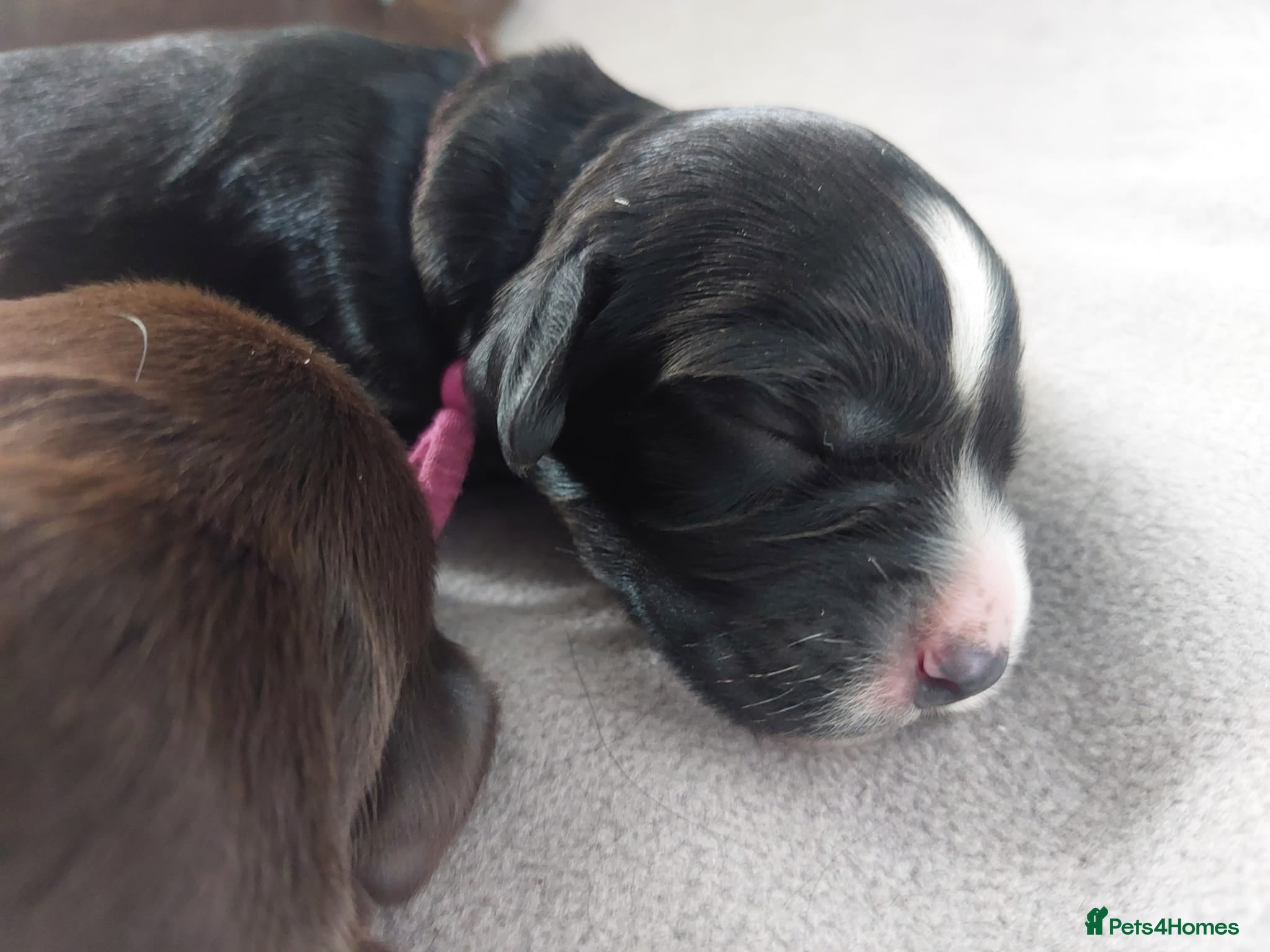 Sprocker dogs for sale: Sprocker Spaniel DWKC registered working line pups - Advert 18
