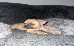 Mixed Breed dogs for sale: American bulldog X French bulldog last 3 left  - Image 13