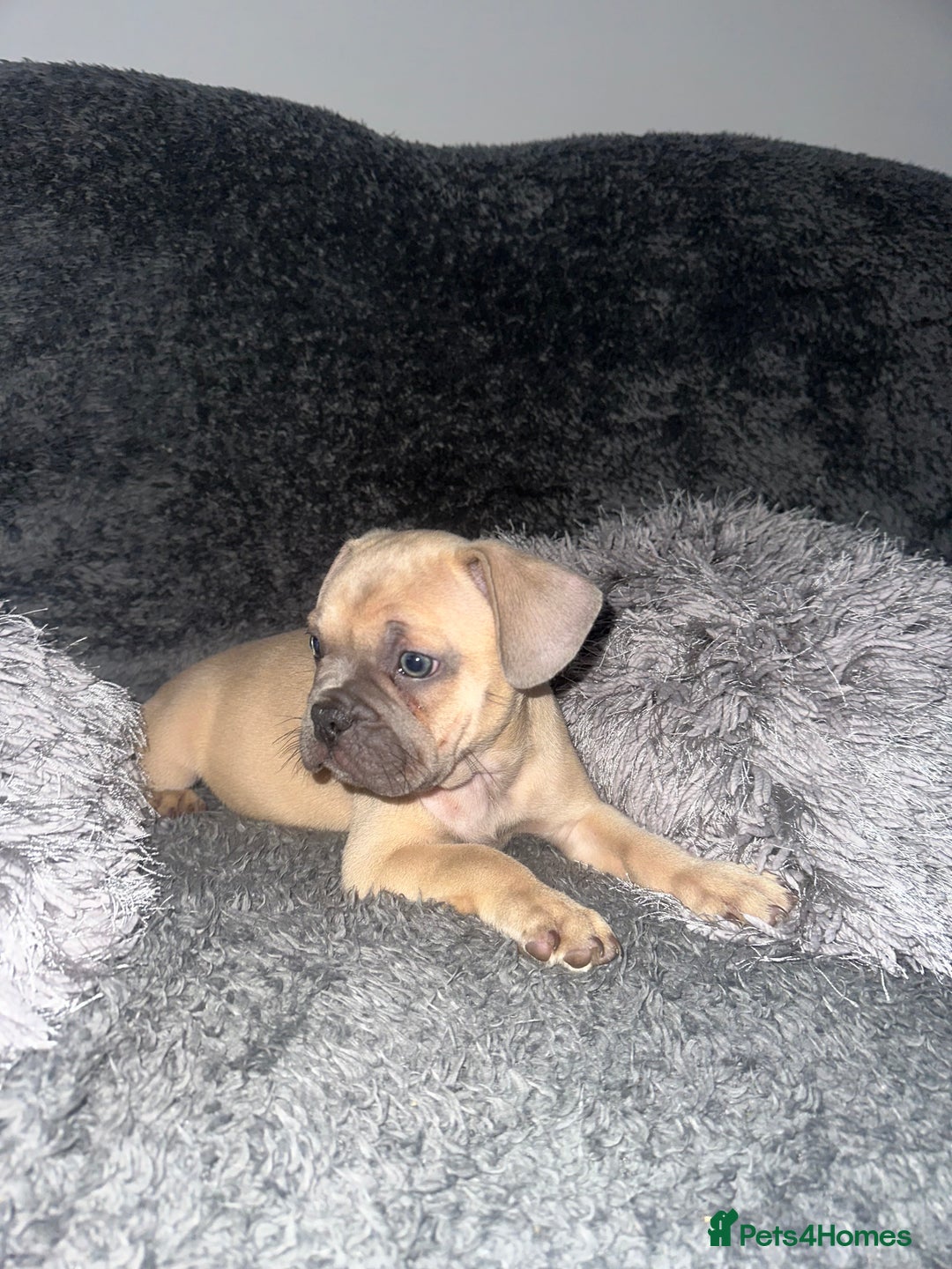 Mixed Breed dogs for sale: American bulldog X French bulldog last 3 left  - Image 13