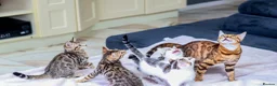 Mixed Breed cats for sale: Beautiful mixed Bengal kittens for sale - Advert 9