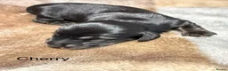 Dachshund dogs for sale: Black and cream longhaired miniature dachshund  - Advert 9