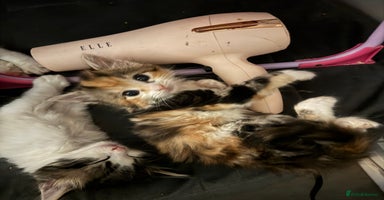 Mixed Breed cats - Advert 9