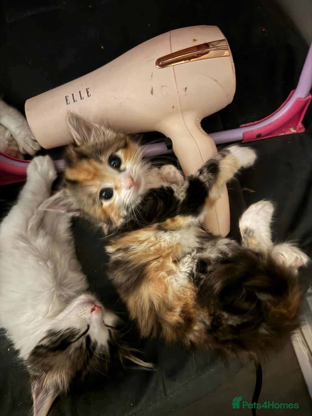 Mixed Breed cats for sale: 5 fluffy kittens  - Image 2