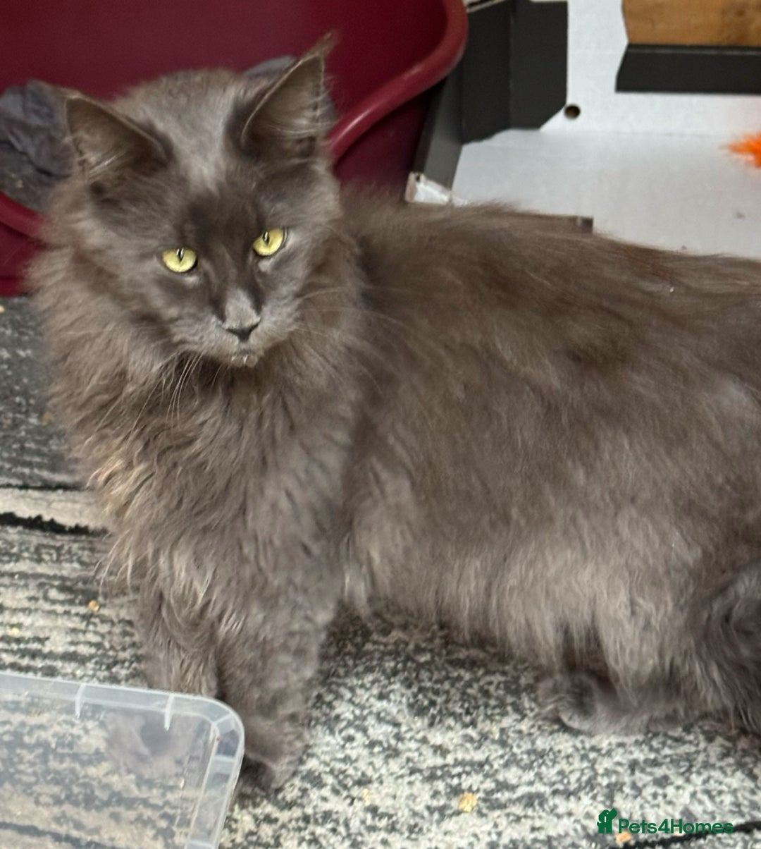 Maine Coon cats for sale: Beautiful unneutered solid blue male - Advert 6