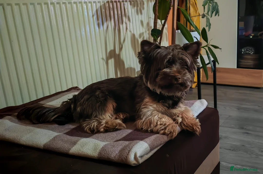 Yorkshire Terrier dogs for stud:  Chocolate Yorkshire Terrier For Stud Only in Blackburn - Advert 14