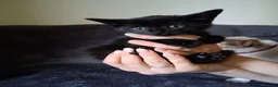 Mixed Breed cats for sale: Beautiful kittens looking for 5* homes - Advert 8