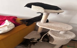 Mixed Breed cats for sale: Purr- fectly Adorable Kittens for loving homes - Advert 12