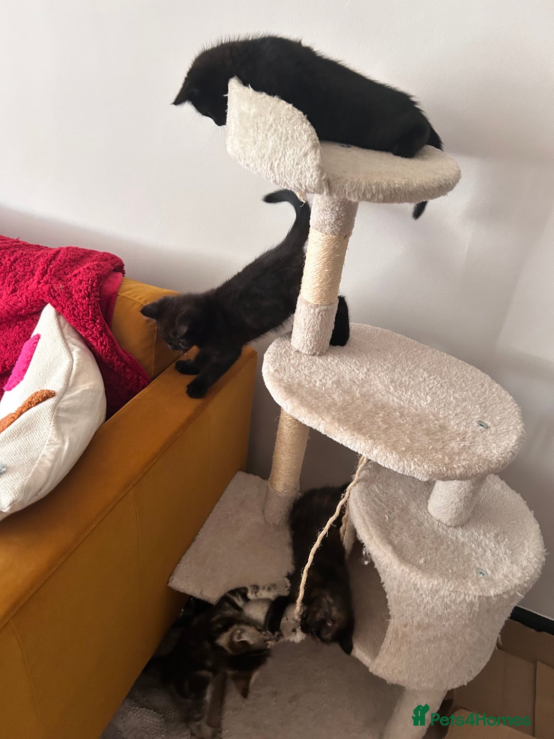 Mixed Breed cats for sale: Purr- fectly Adorable Kittens for loving homes - Advert 12