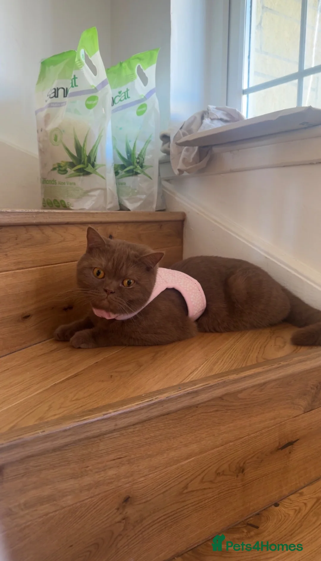 British Shorthair cats for sale: Cinnamon British shorthair female  - Advert 6