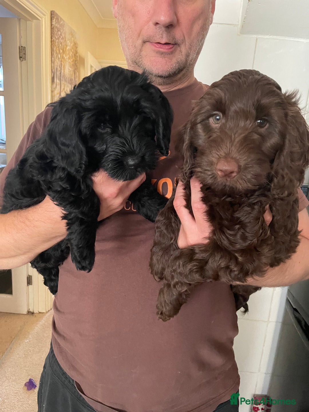 Sproodle dogs for sale: REDUCED 2 x Beautiful F2 Sproodle Girls VACCINATED - Image 31