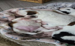 Shih Tzu dogs for sale: Puppies for reservation / sale  - Image 19