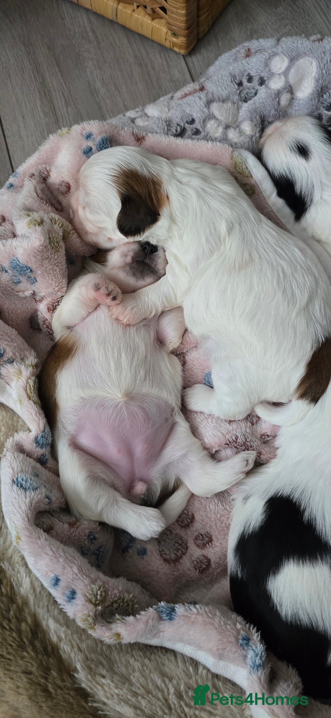 Shih Tzu dogs for sale: Puppies for reservation / sale  - Image 19