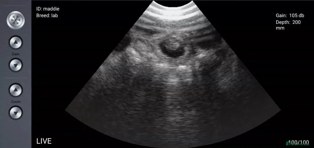 Labrador Retriever dogs for sale: WE ARE PREGNANT - Advert 2