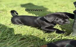 Mixed Breed dogs for sale: Rottweiler/vizsla - Image 23