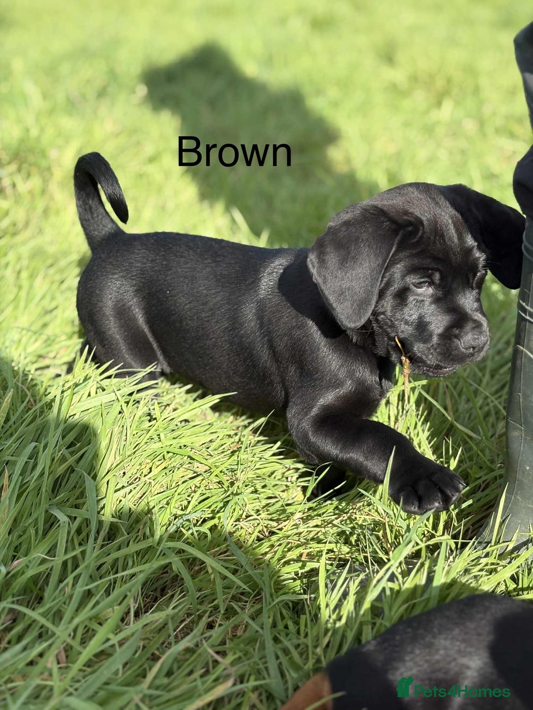 Mixed Breed dogs for sale: Rottweiler/vizsla - Image 23