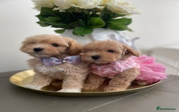 Maltipoo dogs for sale: 🌟Only One Girl Available 🐶 - Image 11