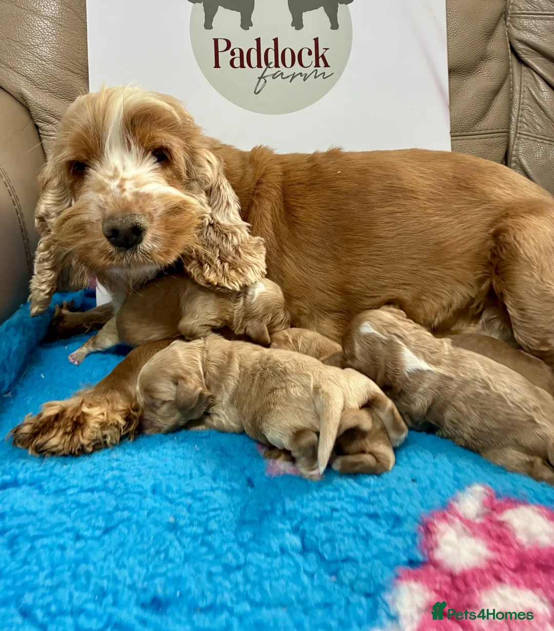 Cockapoo dogs for sale: 🌟 Stunning F1 Cockapoo puppies 🌟 - Advert 12