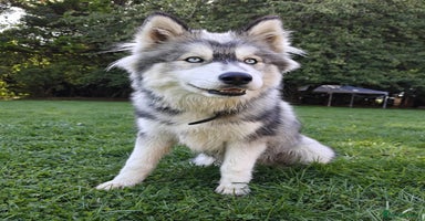Siberian Husky dogs - Advert 2