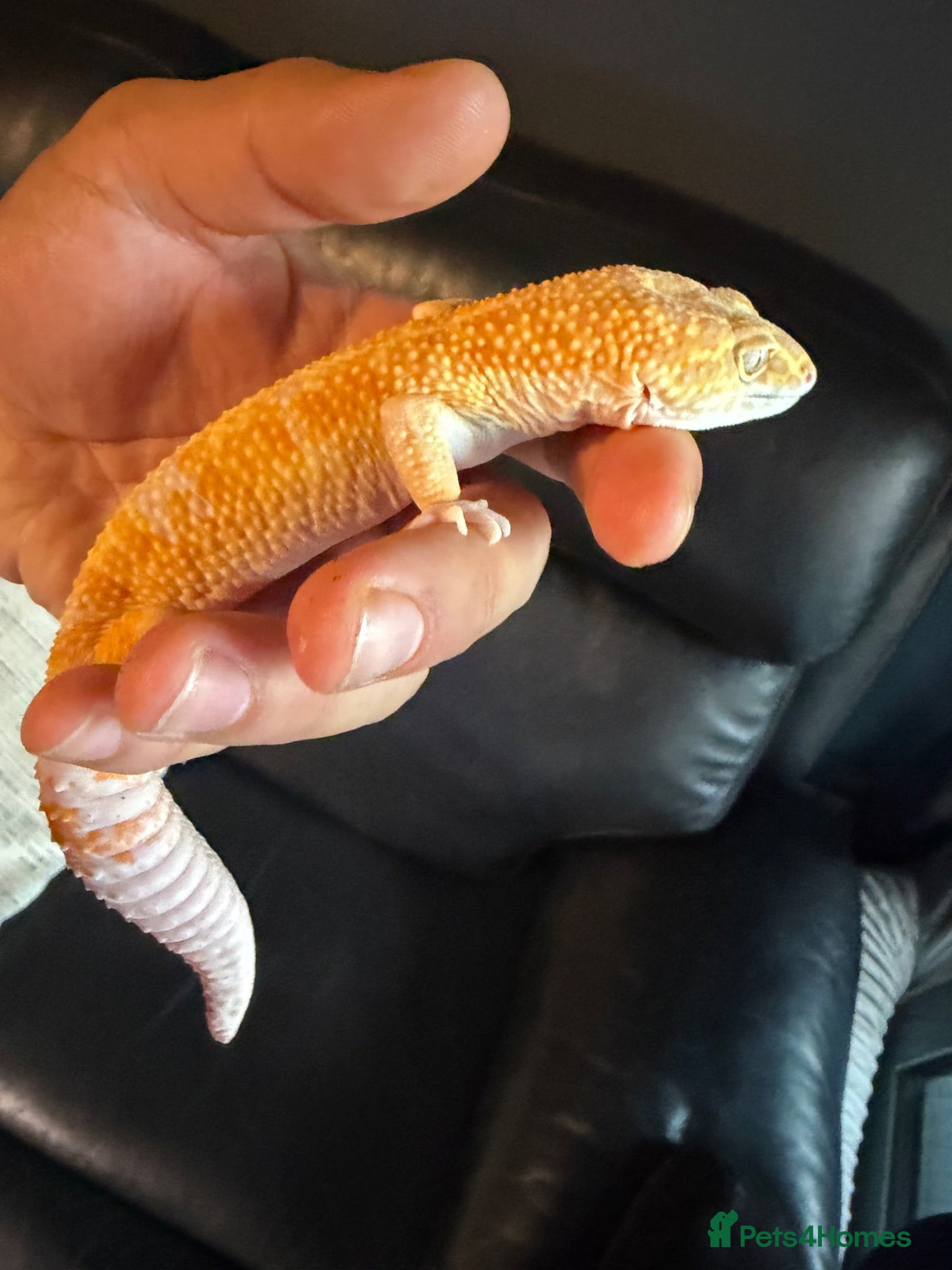 Leopard Gecko reptiles Leopard gecko  - Advert 2