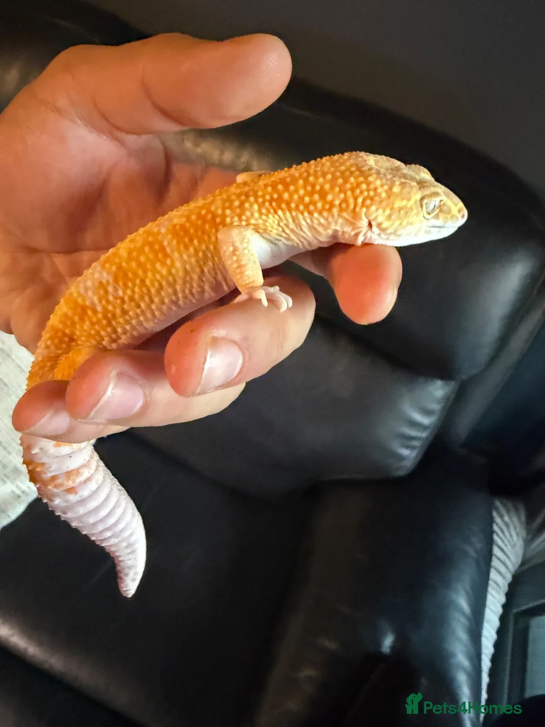 Leopard Gecko reptiles for sale: Leopard gecko  in London - Advert 2