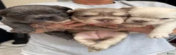 French Bulldog dogs for sale: Fluffy French bulldogs - Advert 5