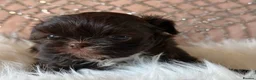 Shih Tzu dogs for sale: Imperial Shih Tzu - Advert 4