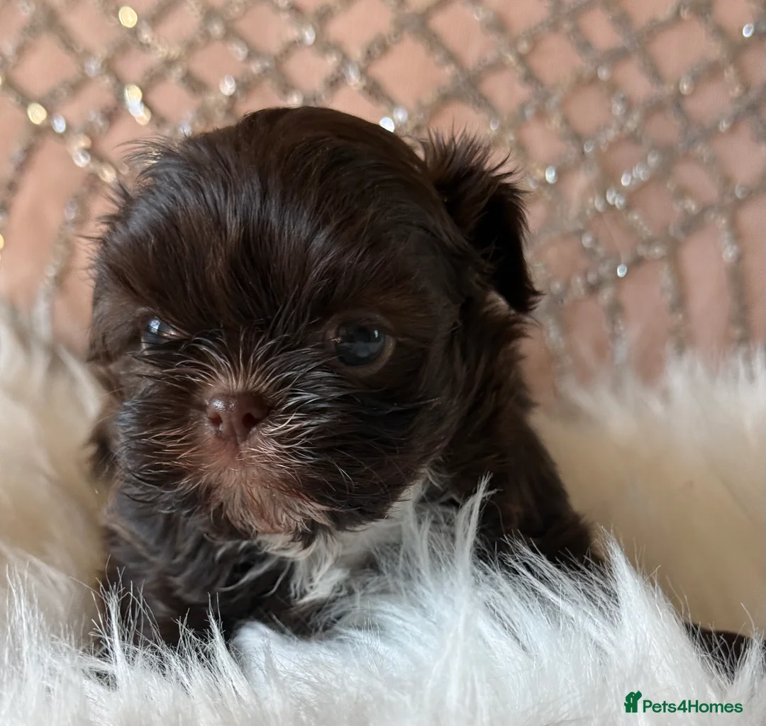 Shih Tzu dogs for sale: Imperial Shih Tzu - Advert 4