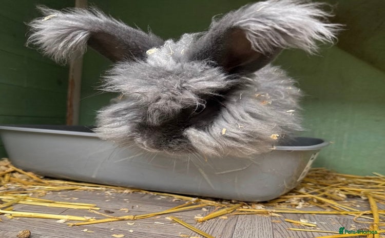 Angora rabbits - Advert 13