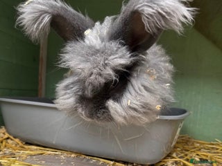 Angora rabbits - Advert 5