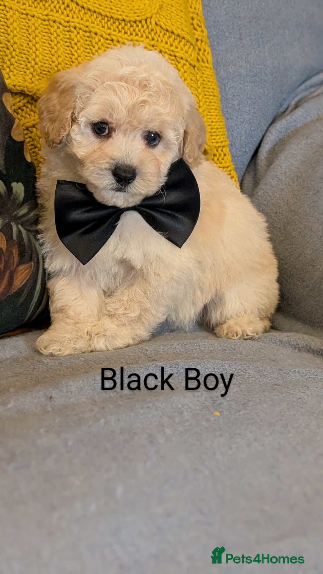 Poochon dogs for sale: Stunning F1 Toy Poochon Puppies BOYS - Image 7