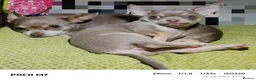 Chihuahua dogs for sale: Beautiful lillac girl - Advert 17