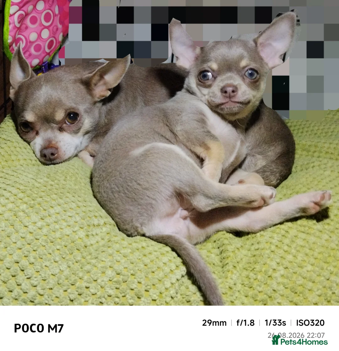 Chihuahua dogs for sale: Beautiful lillac girl - Advert 17