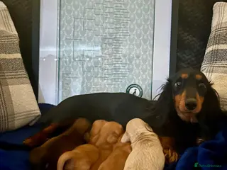 Miniature Dachshund dogs Long haired miniature/rabbit size dachshunds - Advert 3