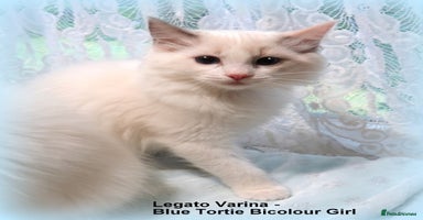 Ragdoll cats - Advert 13