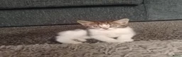 Mixed Breed cats for sale: 2 gorgeous kittens  in Wigan - Advert 5