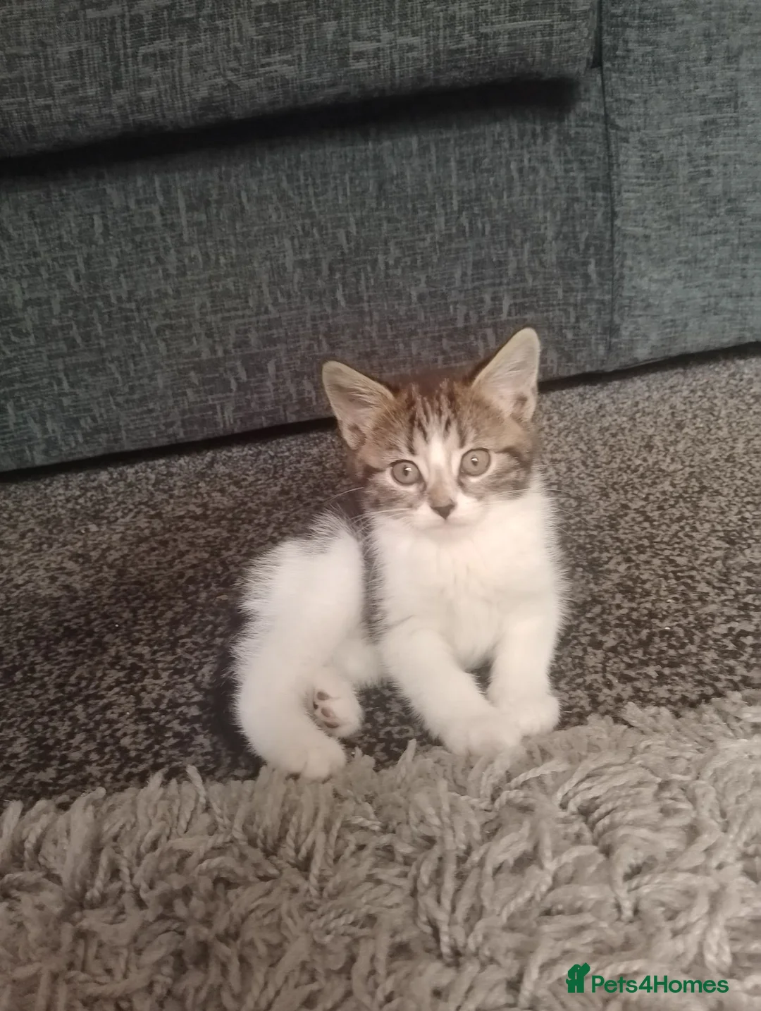Mixed Breed cats for sale: 2 gorgeous kittens  in Wigan - Advert 5