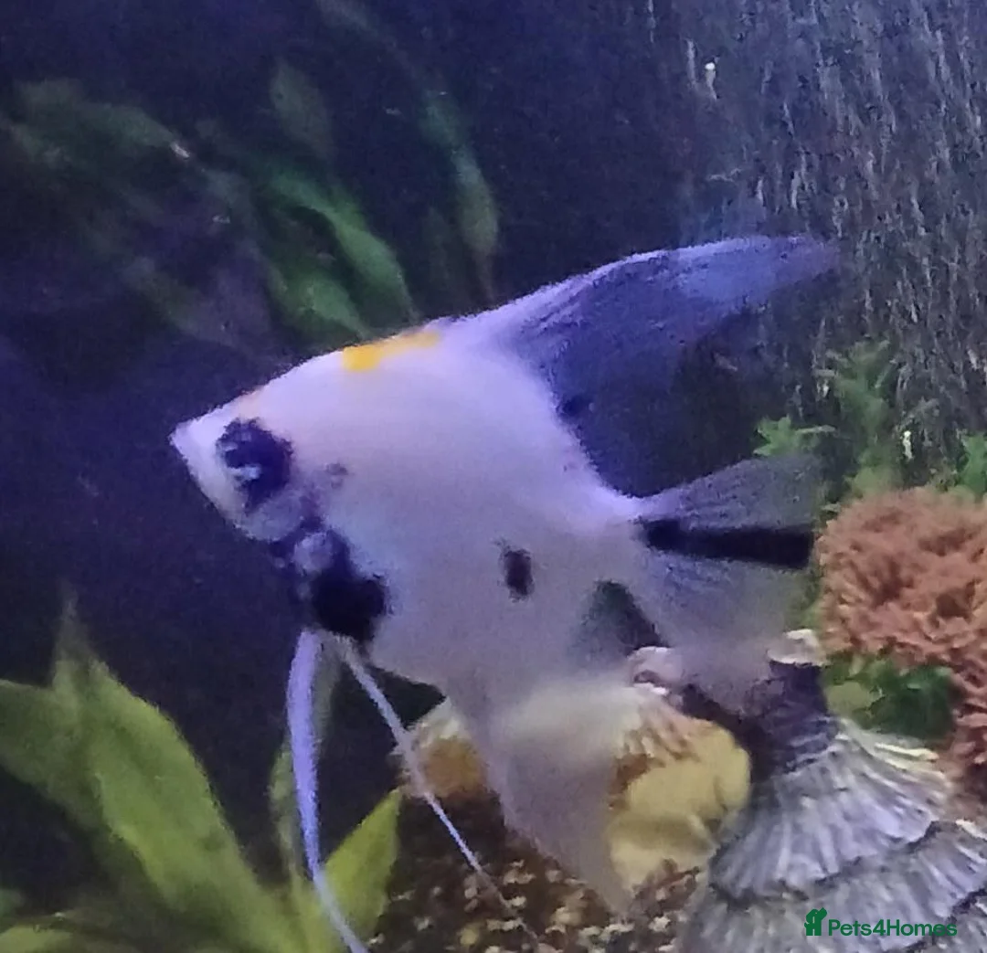Other/Mixed Breed fish for sale: Tropical fish  - Advert 1