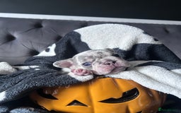 French Bulldog dogs for sale: French Bull Dog Puppies Bitches - Image 4