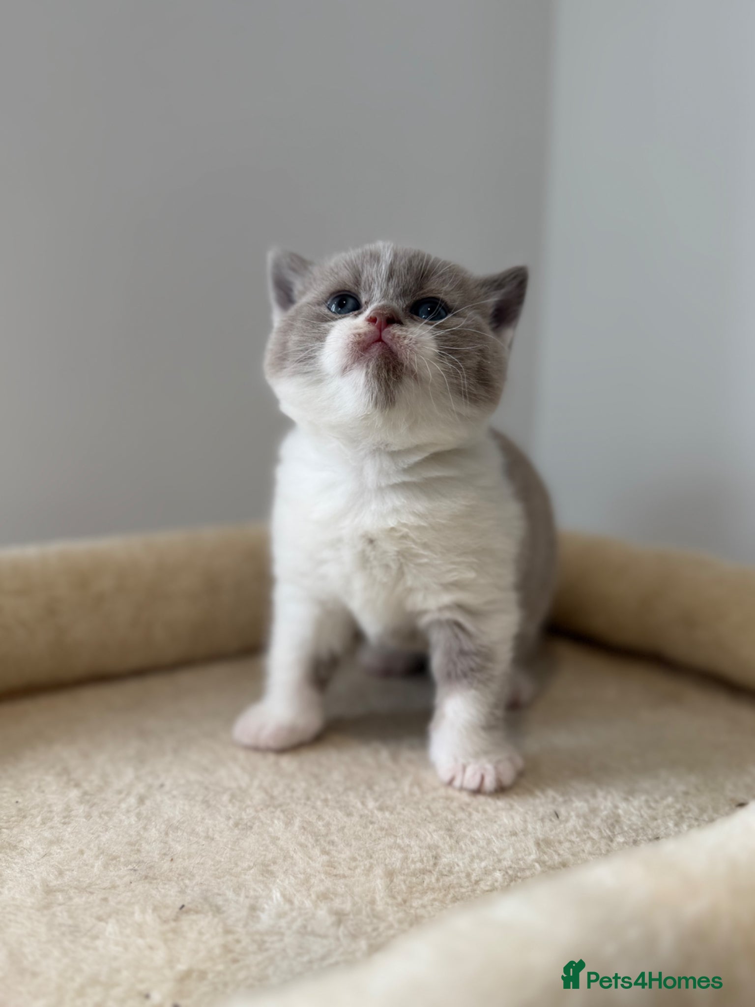 British Shorthair cats for sale: 3 Beautiful BSH, 1 BLH kittens - Advert 11