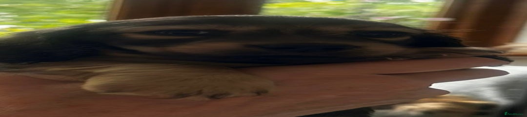 Miniature Dachshund Puppy 3