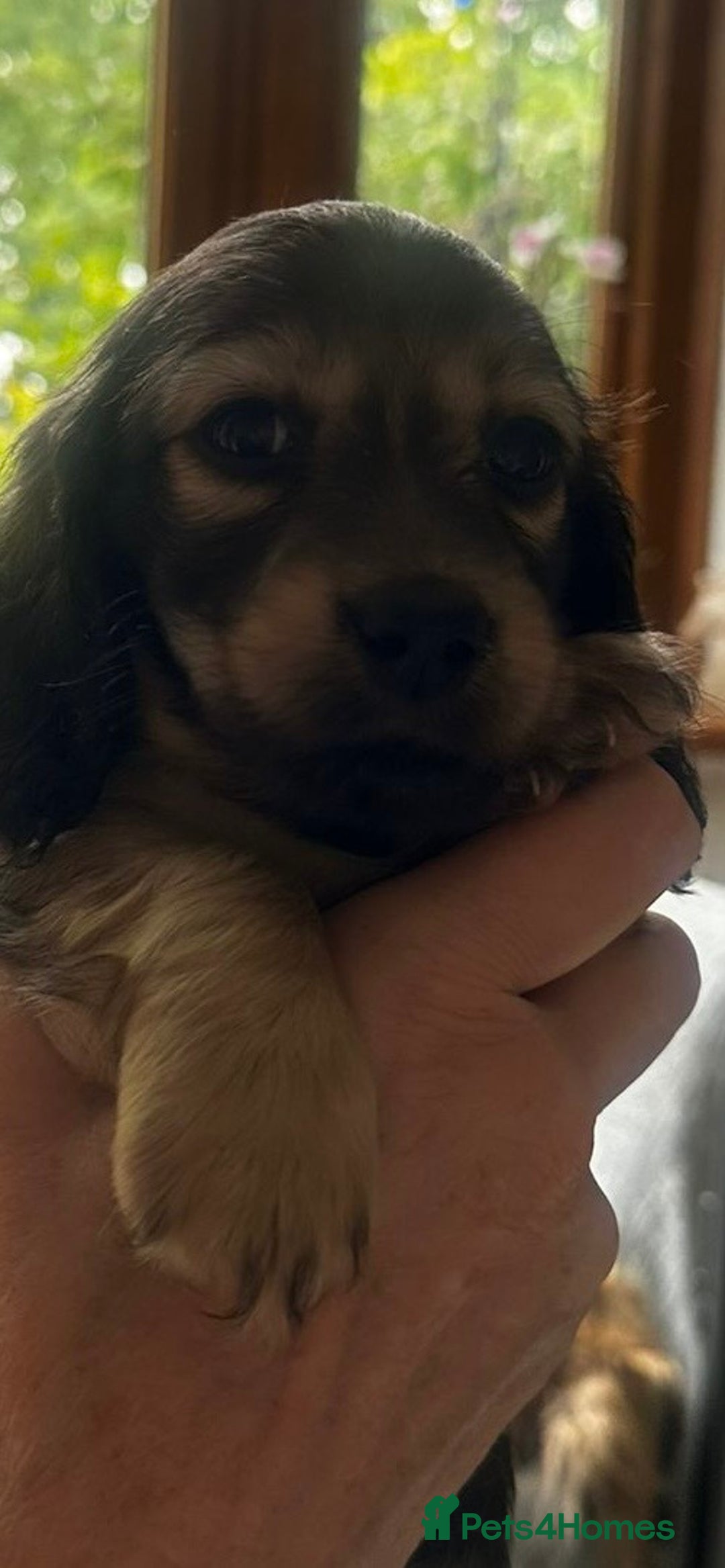 Miniature Dachshund dogs for sale: Longhaired miniature dachshunds  - Image 4