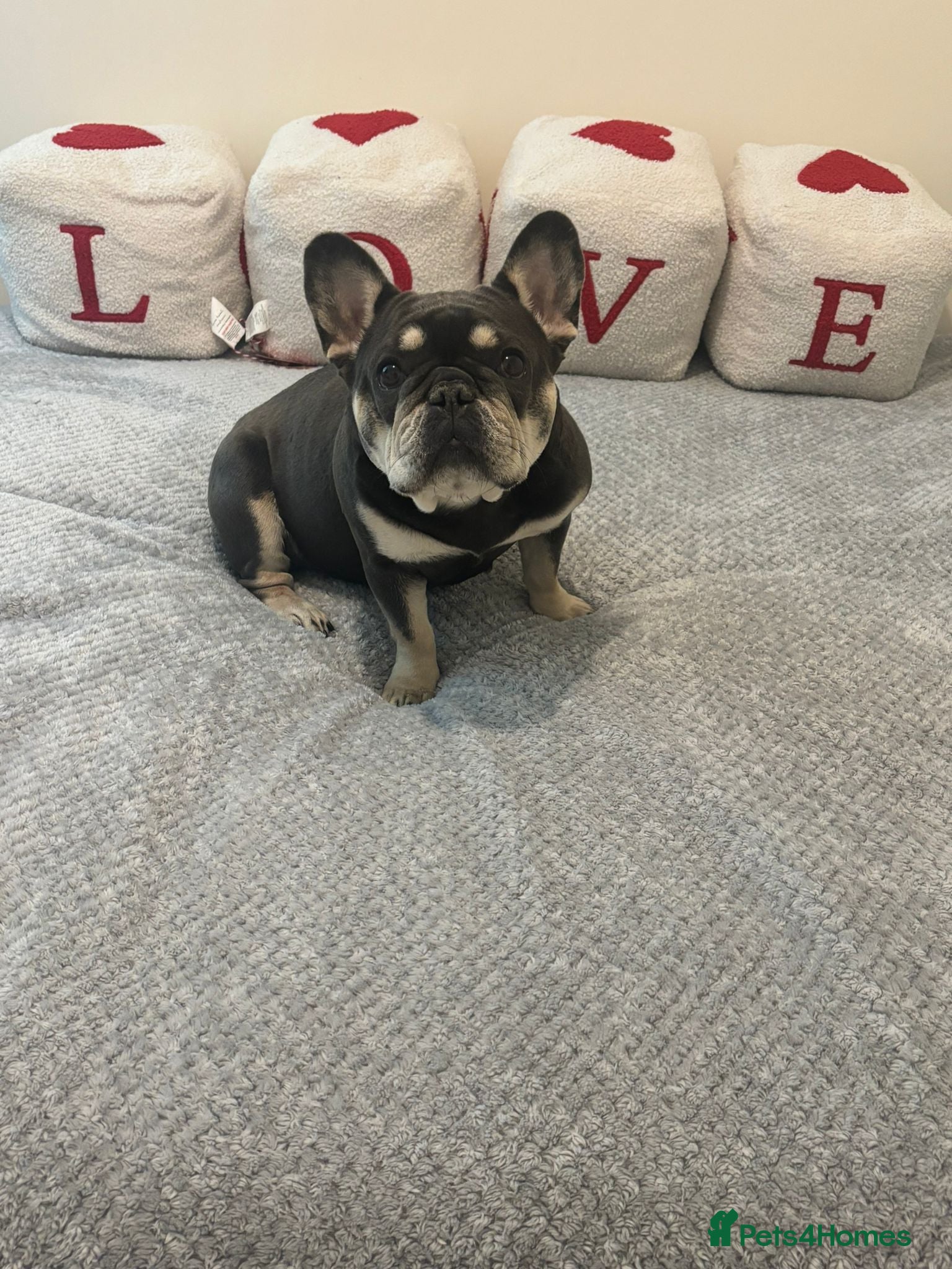 French Bulldog dogs Litter of 4 girls  - Advert 1