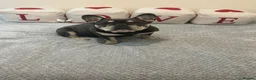 French Bulldog dogs for sale: Litter of 4 girls  in Birmingham - Advert 1