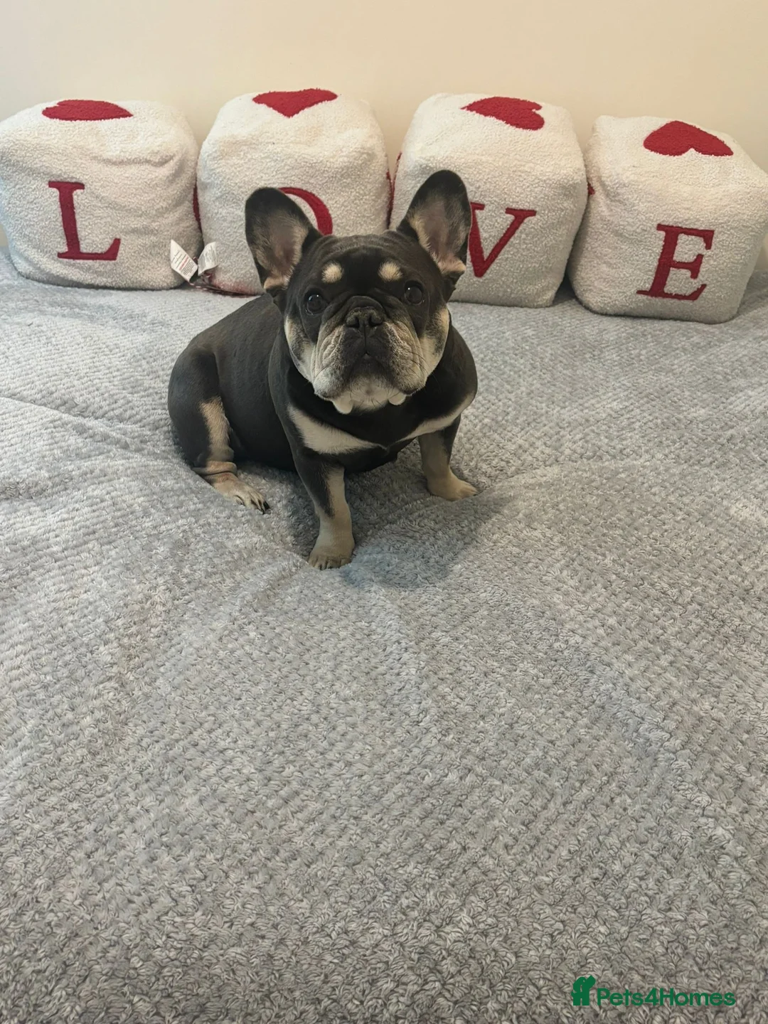 French Bulldog dogs for sale: Litter of 4 girls  in Birmingham - Advert 1