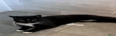Kitsy 